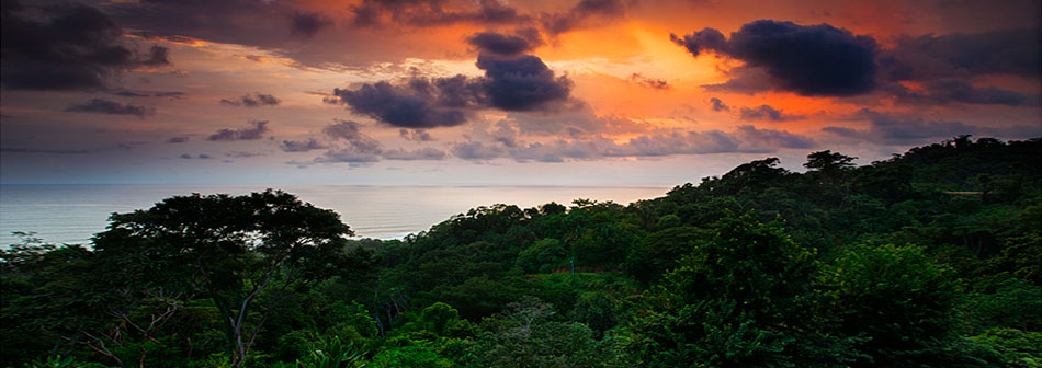Panoramic Ocean and Jungle Canopy Views